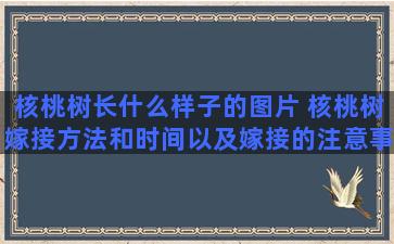 核桃树长什么样子的图片 核桃树嫁接方法和时间以及嫁接的注意事项